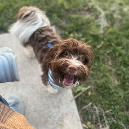 Petey - Havanese