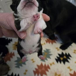 Boy 3 - Brindle male Pug puppy in Auburn, Kentucky from Prentice Family Pugs, Bugs & Corgis
