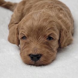Goldendoodle Puppies from Lake Village Doodles