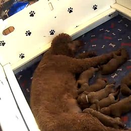 Poodle Puppies from Prissy Pants Poodles LLC