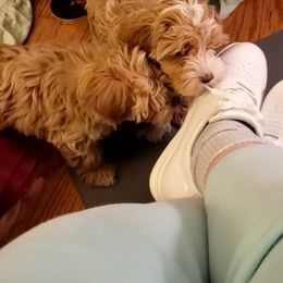 Assorted Doodle Crosses Puppies from Oasis Cotonpoos