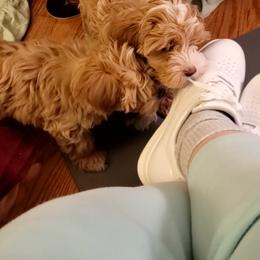 Assorted Doodle Crosses Puppies from Oasis Cotonpoos