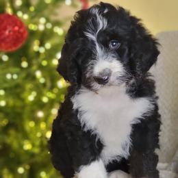 Quartz - Black and white male Bernedoodle puppy in Shelton, Washington from NW Bernedoodles of Washington