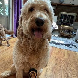 Daisy - Goldendoodle