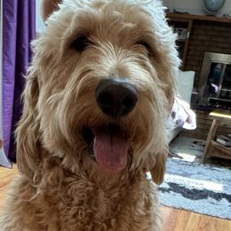 Daisy - Goldendoodle