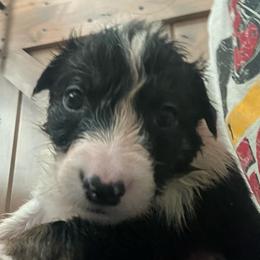 Pin - Tri-color male Border Collie puppy in Holden, Missouri from Spotted Feather Farm
