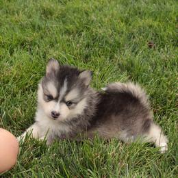 Sapphire - Black and white female Pomsky puppy in Clarkston, Utah from Red Rock Ranch Breeders
