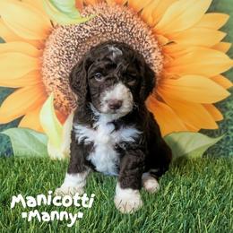 Manny - Brown and white male Sheepadoodle puppy in Berwick, Pennsylvania from Wright’s Wiggle Butts