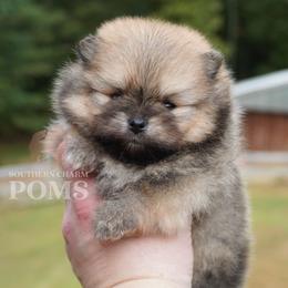 Beaux - Orange sable male Pomeranian puppy in Kingston, Georgia from Southern Charm Poms