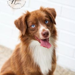Chief - Toy Australian Shepherd