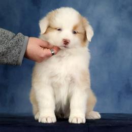 MaiTai - Red merle female Australian Shepherd puppy in Springville, New York from RisingStar Australian Shepherds