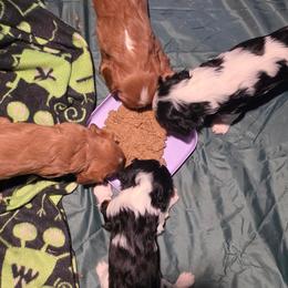 Cavalier King Charles Spaniel puppies from Rosie’s Pups