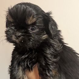 Dobie Girl 1 - Black and tan female Shih Tzu puppy in Surry, Maine from McKayla Hairston