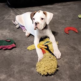 Ch bloodline (Malik) - White male Boxer puppy in Morriston, Florida from Like The Wind Boxers