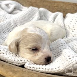 Dune - Blenheim male Cavapoo puppy in Knoxville, Tennessee from Dukes Forever Doodles