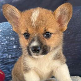 Red Girl - Red female Pembroke Welsh Corgi puppy in Bay Area, California from MJ's Corgis