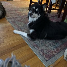 Loki - Siberian Husky