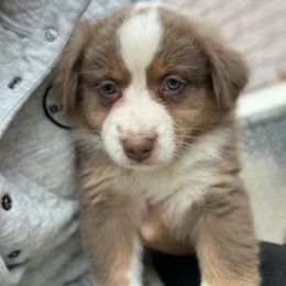 RTF2 - Red tri-color female Australian Shepherd puppy in Washington, Indiana from Bombshell Australian Shepherds