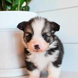 FROST - Black and tan male Pembroke Welsh Corgi puppy in Mona, Utah from Sorensen Corgis