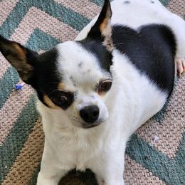 Willa Willa - Chihuahua