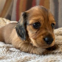 Shaded Red Dapple Female - Red female Dachshund puppy in Mesa, Arizona from Ruby Desert Doxies