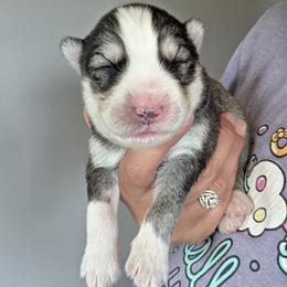 Girl 2 - Gray and white female Siberian Husky puppy in Terre Haute, Indiana from April's Huskies