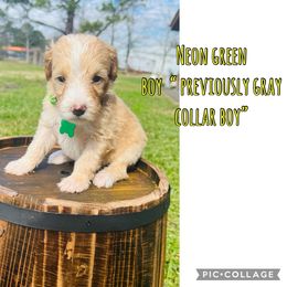 Sheepadoodle Puppies from E & M Doodles
