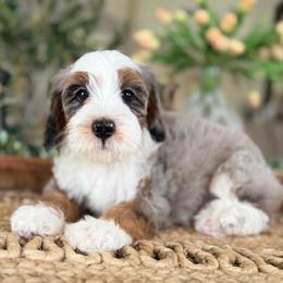 Oatmeal - Blue merle male Bernedoodle puppy in Temecula, California from Brookside Bernedoodles