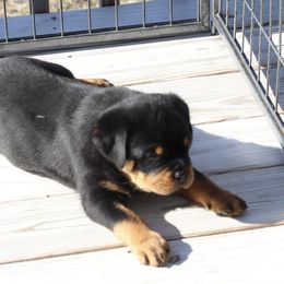 Rottweiler Puppies from Flusstal Rottweilers