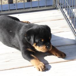 Rottweiler Puppies from Flusstal Rottweilers