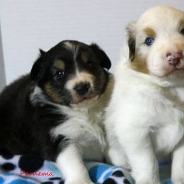 Australian Shepherds from Pernema Kennel