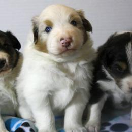 Australian Shepherds from Pernema Kennel