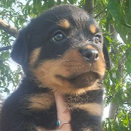 Girl 3 - Black and mahogany female Rottweiler puppy in De Witt, Iowa from Irish Eyes Kennels
