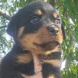 Girl 3 - Black and mahogany female Rottweiler puppy in De Witt, Iowa from Irish Eyes Kennels