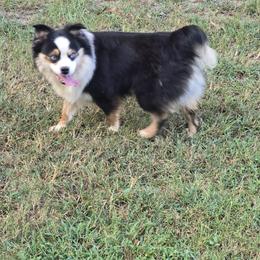 Miniature Australian Shepherd All Grown Up from Deep South Aussie's
