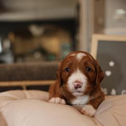 Black Seven - Red  female Goldendoodle puppy in Chicago, Illinois from Dos&CoKennels