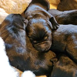Black - Black male Labrador Retriever puppy in Siloam Springs, Arkansas from Karemy Kennels (Karemy Labradors)