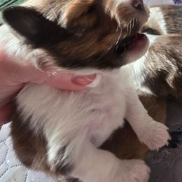 Crumpet - Sable and white male Shetland Sheepdog puppy in Seminole, Oklahoma from Symphony Shelties