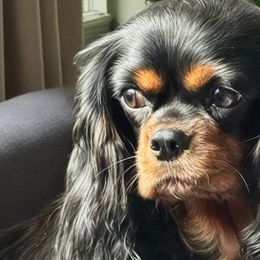 Biewer Terriers, Cavalier King Charles Spaniels, Cavatzus, Poodles, Shihpoos, and Shih Tzus from Rocky Oak Cavaliers & Biewer Terriers LLC