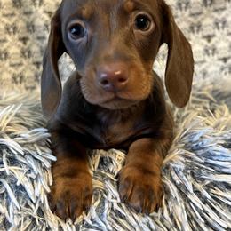 Dachshund Puppies from Ace’s Doxies