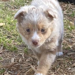 Australian Shepherd, Miniature Australian Shepherd, and Toy Australian Shepherd Puppies from Triple Lake Ranch Miniature Australian Shepherds