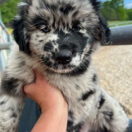 Batman - Blue merle male Australian Shepherd puppy in Whitwell, Tennessee from Owl Hollow Farm