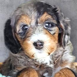 Snow White - Bernedoodle puppy from Mi-De Doodles
