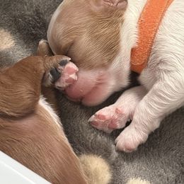 Cavapoo Puppies from Heritage Home Cavapoos