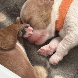 Cavapoo Puppies from Heritage Home Cavapoos