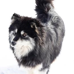 Ursi - Pomsky