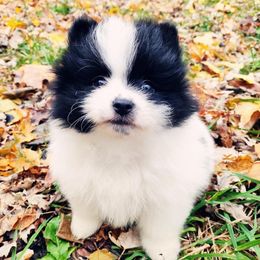 Harry - Black parti male Pomeranian puppy in Albany, New York from K&A Shetlands Sheepdog's and Pomeranian's