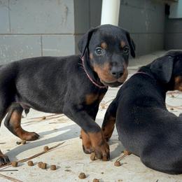 Archer - Black and rust male Doberman Pinscher puppy in Toney, Alabama from Bhon Mhuir Dobermanns