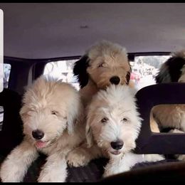 Old English Sheepdog Puppies from Royal Crown Kennel