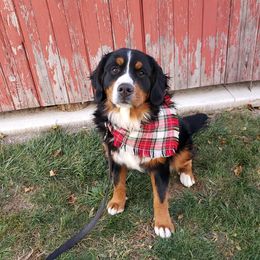 Bernese Mountain Dogs and Golden Retrievers from Bertke AKC Golden Retrievers and Bernese Mountain Dogs